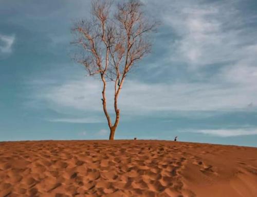 Gumuk Pasir Parangkusumo Yogyakarta: Gurun Pasir Unik di Pesisir Selatan