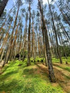 Lanskap hutan pinus yang khas