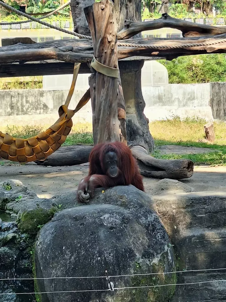 Orang Utan di Gembira Loka Zoo