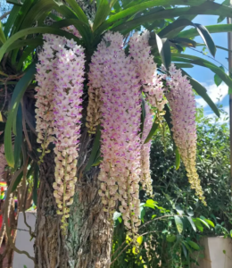 Bunga aggrek yang menjuntai indah