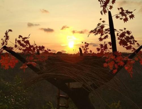 Bukit Mojo Gumelem Yogyakarta: Panduan Lengkap Destinasi Wisata Alam Mangunan