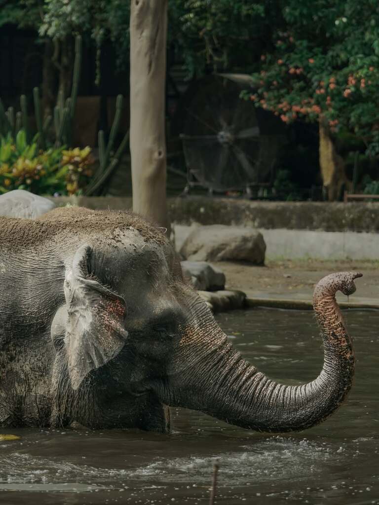 Koleksi gajah di Gembira Loka Zoo