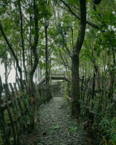 Suasana dingin dan sejuk di Hutan Pinus Pengger