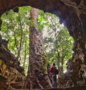 Spot foto ikonik dekat pohon besar di Goa Rancang Kencono