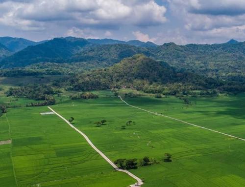 Pronosutan View Yogyakarta: Pesona Hamparan Sawah Bak Permadani Hijau