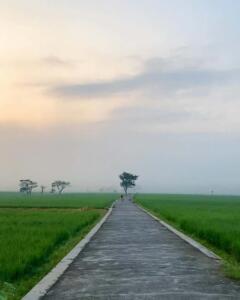 Hamparan sawah padi yang menciptakan pemandangan seperti lukisan alam