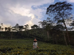 Foto di tengah hamparan kebun teh