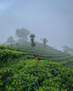 Mengunjungi kebun teh di pagi hari