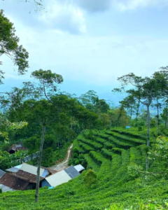 Suasana kebun teh yang sejuk