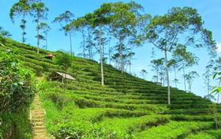 Kebun Teh Nglinggo Yogyakarta