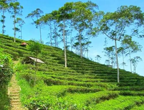 Kebun Teh Nglinggo Yogyakarta: Destinasi Wisata Alam Perbukitan Menoreh