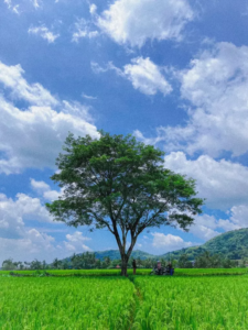 Keindahan Pronosutan View 