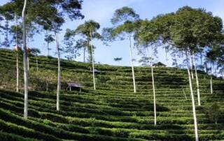 Kebun Teh Tritis Yogyakarta