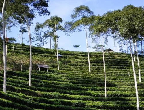 Kebun Teh Tritis Yogyakarta: Hamparan Hijau Tersembunyi di Kulon Progo