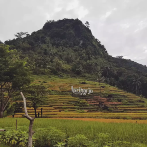 Srikeminut SriharjACo