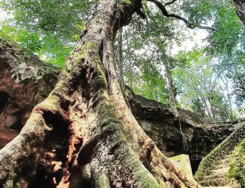 Goa Rancang Kencono Yogyakarta: Destinasi Wisata Sejarah dan Alam di Gunung Kidul