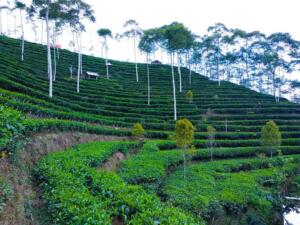 Hamparan kebun teh hijau di pagi hari Hamparan kebun teh hijau di pagi hari