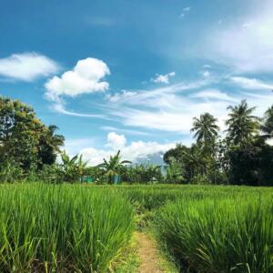Area outdoor yang instagramable dengan view sawah