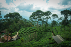Pemandangan kebun teh di kawasan perbukitan Menoreh Pemandangan kebun teh di kawasan perbukitan Menoreh
